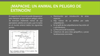 ¡MAPACHE: UN ANIMAL EN PELIGRO DE
EXTINCIÓN!
El mapache de Cozumel puede desaparecer
para siempre ya que esta en peligro crítico
de extinción (habiendo menos de 250
ejemplares adultos en el país y por lo tanto
en el mundo entero) dados los siguientes
puntos.
1. Disminución por introducción de otras
especies.
2. Hay menos de 50 adultos por cada
subpoblación.
3. En el 90% de las subpoblaciones hay entre 16
y 48 individuos.
4. La frecuencia de huracanes.
5. Cobertura de poca área geográfica y pocas
localizaciones concretas.
 