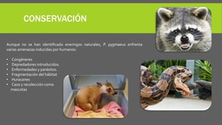 CONSERVACIÓN
Aunque no se han identificado enemigos naturales, P. pygmaeus enfrenta
varias amenazas inducidas por humanos:
• Congéneres
• Depredadores introducidos.
• Enfermedades y parásitos.
• Fragmentación del hábitat
• Huracanes
• Caza y recolección como
mascotas
 