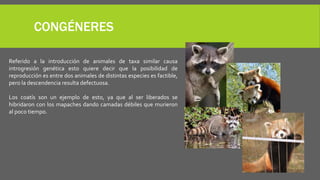 CONGÉNERES
Referido a la introducción de animales de taxa similar causa
introgresión genética esto quiere decir que la posibilidad de
reproducción es entre dos animales de distintas especies es factible,
pero la descendencia resulta defectuosa.
Los coatís son un ejemplo de esto, ya que al ser liberados se
hibridaron con los mapaches dando camadas débiles que murieron
al poco tiempo.
 