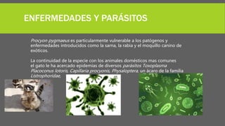 ENFERMEDADES Y PARÁSITOS
Procyon pygmaeus es particularmente vulnerable a los patógenos y
enfermedades introducidos como la sarna, la rabia y el moquillo canino de
exóticos.
La continuidad de la especie con los animales domésticos mas comunes
el gato le ha acercado epidemias de diversos parásitos Toxoplasma
Placoconus lotoris, Capillaria procyonis, Physaloptera, un ácaro de la familia
Listrophoridae,
 