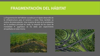 FRAGMENTACIÓN DEL HÁBITAT
La fragmentación del hábitat causada por el rápido desarrollo de
la infraestructura para el turismo u otros fines también es
motivo de preocupación. Una muestra de esto es la ampliación
de la carretera principal en 2006, la mayoría de los casos de
mortalidad P. pygmaeus se ha dado por especímenes
atropellados en esta misma.
 