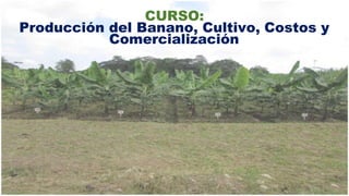 CURSO:
Producción del Banano, Cultivo, Costos y
Comercialización
 