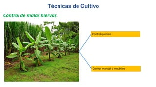 Técnicas de Cultivo
Control de malas hiervas
Control químico
Control manual o mecánico
 