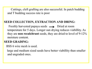 SEED PRODUCTION TECHNOLOGY OF PAPAYA, JAMUN AND AONLA | PPTX