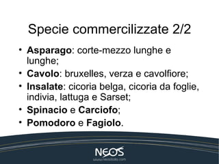 Specie commercilizzate 2/2
• Asparago: corte-mezzo lunghe e
  lunghe;
• Cavolo: bruxelles, verza e cavolfiore;
• Insalate: cicoria belga, cicoria da foglie,
  indivia, lattuga e Sarset;
• Spinacio e Carciofo;
• Pomodoro e Fagiolo.
 