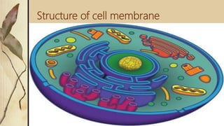 Structure of cell membrane
 