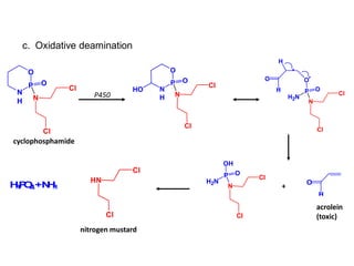 N
P O
N
H
O
Cl
Cl
HO
N
P O
H2N
O
Cl
Cl
O
H
H
O
H
N
P O
H2N
OH
Cl
Cl
HN
Cl
Cl
H3PO4+NH3
N
P O
N
H
O
Cl
Cl
P450
c. Oxidative deamination
+
cyclophosphamide
acrolein
(toxic)
nitrogen mustard
 
