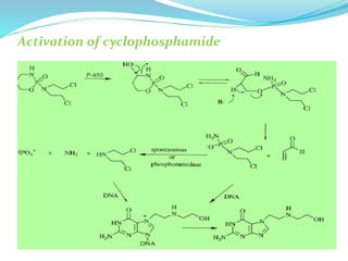 Activation of cyclophosphamide
 