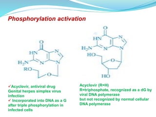 Phosphorylation activation
Acyclovir, antiviral drug
Genital herpes simplex virus
infection
 Incorporated into DNA as a G
after triple phosphorylation in
infected cells
Acyclovir (R=H)
R=triphosphate, recognized as a dG by
viral DNA polymerase
but not recognized by normal cellular
DNA polymerase
 