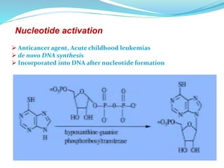 Nucleotide activation
 Anticancer agent, Acute childhood leukemias
 de novo DNA synthesis
 Incorporated into DNA after nucleotide formation
 