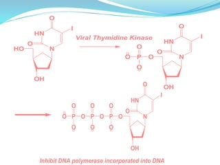 HO
OH
N
HN
O
O
I
Viral Thymidine Kinase
O
OH
N
HN
O
O
I
P
O
O
O
O
OH
N
HN
O
O
I
P
O
OP
O
O
OPO
O
O
O
Inhibit DNA polymerase incorporated into DNA
 