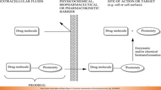 https://www.researchgate.net/figure/Figure-11-Schematic-representation-of-the-prodrug-concept_fig3_283289043
7
 