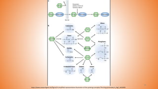 Promoiety Structure prodrugdesign-201207125547 (2mhfhgdhgj).pdf