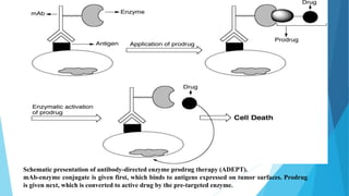 Schematic presentation of antibody-directed enzyme prodrug therapy (ADEPT).
mAb-enzyme conjugate is given first, which binds to antigens expressed on tumor surfaces. Prodrug
is given next, which is converted to active drug by the pre-targeted enzyme.
 