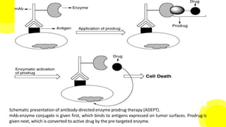 Schematic presentation of antibody-directed enzyme prodrug therapy (ADEPT).
mAb-enzyme conjugate is given first, which binds to antigens expressed on tumor surfaces. Prodrug is
given next, which is converted to active drug by the pre-targeted enzyme.
 