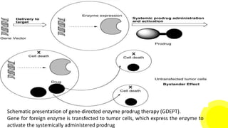 Schematic presentation of gene-directed enzyme prodrug therapy (GDEPT).
Gene for foreign enzyme is transfected to tumor cells, which express the enzyme to
activate the systemically administered prodrug
 