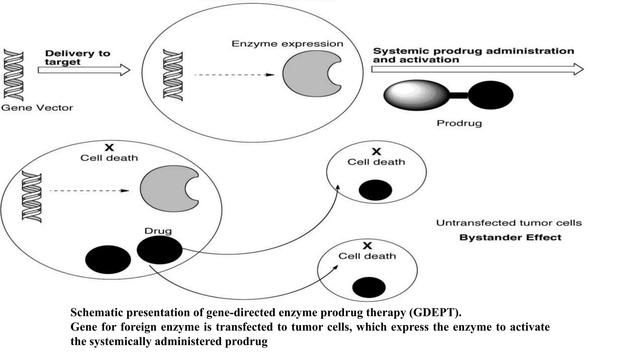 Schematic presentation of gene-directed enzyme prodrug therapy (GDEPT).
Gene for foreign enzyme is transfected to tumor cells, which express the enzyme to activate
the systemically administered prodrug
 