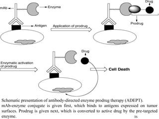 Schematic presentation of antibody-directed enzyme prodrug therapy (ADEPT).
mAb-enzyme conjugate is given first, which binds to antigens expressed on tumor
surfaces. Prodrug is given next, which is converted to active drug by the pre-targeted
enzyme. 36
 