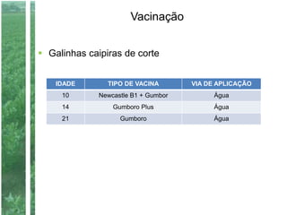 Vacinação
 Galinhas caipiras de corte
IDADE TIPO DE VACINA VIA DE APLICAÇÃO
10 Newcastle B1 + Gumbor Água
14 Gumboro Plus Água
21 Gumboro Água
 