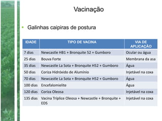 Vacinação
 Galinhas caipiras de postura
IDADE TIPO DE VACINA VIA DE
APLICAÇÃO
7 dias Newcastle HB1 + Bronquite 52 + Gumboro Ocular ou água
25 dias Bouva Forte Membrana da asa
35 dias Newcastle La Sota + Bronquite H52 + Gumboro Água
50 dias Coriza Hidróxido de Alumínio Injetável na coxa
70 dias Newcastle La Sota + Bronquite H52 + Gumboro Água
100 dias Encefalomielite Água
120 dias Coriza Oleosa Injetável na coxa
135 dias Vacina Tríplice Oleosa + Newcastle + Bronquite +
EDS
Injetável na coxa
 