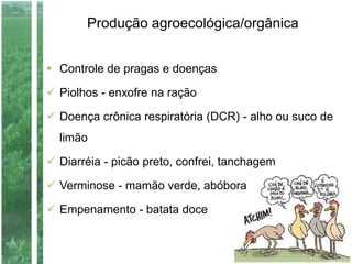 Produção agroecológica/orgânica
 Controle de pragas e doenças
 Piolhos - enxofre na ração
 Doença crônica respiratória (DCR) - alho ou suco de
limão
 Diarréia - picão preto, confrei, tanchagem
 Verminose - mamão verde, abóbora
 Empenamento - batata doce
 