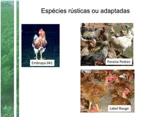 Espécies rústicas ou adaptadas
Embrapa 041 Paraíso Pedrez
Label Rouge
 