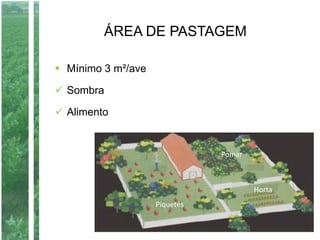 ÁREA DE PASTAGEM
 Mínimo 3 m²/ave
 Sombra
 Alimento
Horta
Pomar
Piquetes
 