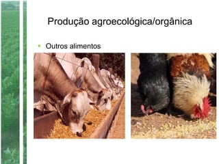 Produção agroecológica/orgânica
 Outros alimentos
 