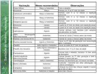 Sanidadedorebanho:vacinação
 