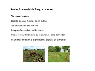 Produção mundial de frangos de carne
Sistema extensivo:
Criação à escala familiar ou de aldeia.
Tamanho do bando: variável.
Frangos são criados em liberdade.
Instalações rudimentares ou inexistentes para pernoitar.
Os animais debicam e esgravatam à procura de alimentos.
 
