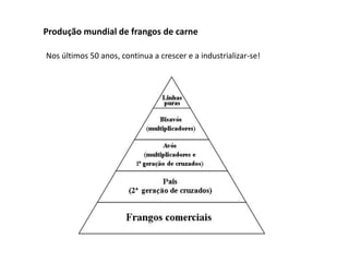 Produção mundial de frangos de carne
Nos últimos 50 anos, continua a crescer e a industrializar-se!
 