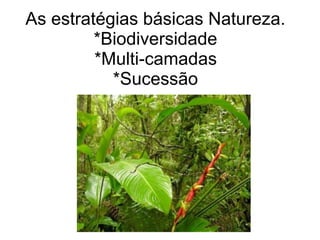 As estratégias básicas Natureza.
*Biodiversidade
*Multi-camadas
*Sucessão
 