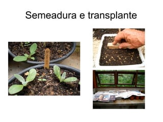 Semeadura e transplante
 