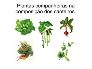 Plantas companheiras na
composição dos canteiros.
 