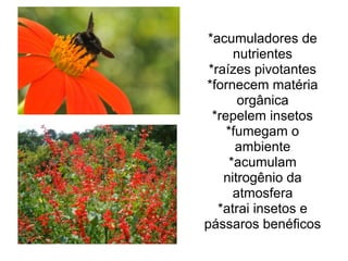 *acumuladores de
nutrientes
*raízes pivotantes
*fornecem matéria
orgânica
*repelem insetos
*fumegam o
ambiente
*acumulam
nitrogênio da
atmosfera
*atrai insetos e
pássaros benéficos
 