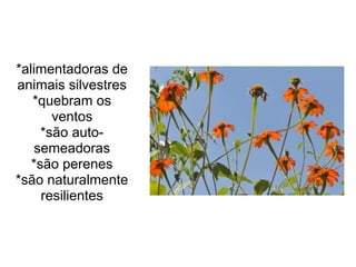 *alimentadoras de
animais silvestres
*quebram os
ventos
*são auto-
semeadoras
*são perenes
*são naturalmente
resilientes
 