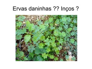Ervas daninhas ?? Inços ?
 