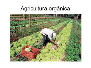 Agricultura orgânica
 