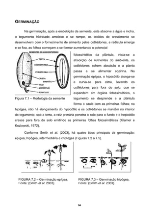 94
GERMINAÇÃO
Na germinação, após a embebição da semente, esta absorve a água e incha,
o tegumento hidratado amolece e se rompe, os tecidos de crescimento se
desenvolvem com o fornecimento de alimento pelos cotilédones, a radícula emerge
e se fixa, as folhas começam a se formar aumentando o potencial
fotossintético da plântula, inicia-se a
absorção de nutrientes do ambiente, os
cotilédones sofrem abscisão e a planta
passa a se alimentar sozinha. Na
germinação epígea, o hipocótilo alonga-se
e curva-se para cima, levando os
cotilédones para fora do solo, que se
expandem em órgãos fotossintéticos, o
tegumento se desprende e a plântula
forma o caule com as primeiras folhas; na
hipógea, não há alongamento do hipocótilo e os cotilédones se mantém no interior
do tegumento, sob a terra, a raíz primária penetra o solo para o fundo e o hepicótilo
cresce para fora do solo emitindo as primeiras folhas fotossintéticas (Kramer e
Kozlowski, 1972).
Conforme Smith et al. (2003), há quatro tipos principais de germinação:
epígea, hipógea, intermediária e criptógea (Figuras 7.2 a 7.5).
FIGURA 7.2 – Germinação epígea.
Fonte: (Smith et al. 2003).
FIGURA 7.3 – Germinação hipógea.
Fonte: (Smith et al. 2003).
Figura 7.1 – Morfologia da semente
 