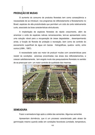.....
117
PRODUÇÃO DE MUDAS
O aumento do consumo de produtos florestais tem como conseqüência a
necessidade de se introduzir, nos programas de reflorestamento e florestamento no
Brasil, espécies de alta produtividade que permitam um ciclo de corte relativamente
curto, associado às boas características silviculturais.
A implantação de espécies florestais de rápido crescimento, além de
amenizar o corte de espécies nativas remanescentes, tem-se apresentado como
uma solução viável para a recuperação de áreas degradadas , desempenhando
ainda, a função de floresta de proteção e recreação, bem como de controle do
escoamento superficial da água em bacias hidrográficas, quebra- vento, entre
outros (LIMA , 1987).
A necessidade cada vez maior de produzir mudas com características para
resistir às condições adversas encontradas nas áreas dos reflorestamentos, e
crescer satisfatoriamente , tem exigido muito dos pesquisadores florestais no sentido
de se preocupar com um maior controle de qualidade das mesmas.
SEMEADURA
Fazer a semeadura logo após a coleta das sementes. Algumas sementes
Apresentam dormência, que é um processo caracterizado pelo atraso da
germinação mesmo quando estão em condições favoráveis (umidade, temperatura,
 