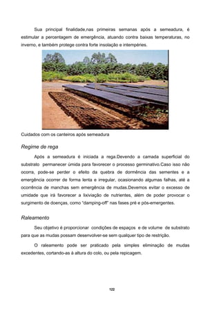 122
Sua principal finalidade,nas primeiras semanas após a semeadura, é
estimular a percentagem de emergência, atuando contra baixas temperaturas, no
inverno, e também protege contra forte insolação e intempéries.
Cuidados com os canteiros após semeadura
Regime de rega
Após a semeadura é iniciada a rega.Devendo a camada superficial do
substrato permanecer úmida para favorecer o processo germinativo.Caso isso não
ocorra, pode-se perder o efeito da quebra de dormência das sementes e a
emergência ocorrer de forma lenta e irregular, ocasionando algumas falhas, até a
ocorrência de manchas sem emergência de mudas.Devemos evitar o excesso de
umidade que irá favorecer a lixiviação de nutrientes, além de poder provocar o
surgimento de doenças, como “damping-off” nas fases pré e pós-emergentes.
Raleamento
Seu objetivo é proporcionar condições de espaços e de volume de substrato
para que as mudas possam desenvolver-se sem qualquer tipo de restrição.
O raleamento pode ser praticado pela simples eliminação de mudas
excedentes, cortando-as à altura do colo, ou pela repicagem.
 