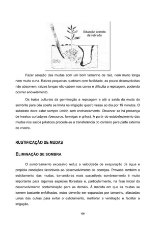 130
Fazer seleção das mudas com um bom tamanho de raiz, nem muito longa
nem muito curta. Raízes pequenas quebram com facilidade, as pouco desenvolvidas
não absorvem, raízes longas não cabem nas covas e dificulta a repicagem, podendo
ocorrer enovelamento.
Os tratos culturais da germinação a repicagem e até a saída da muda do
sombrite para céu aberto se limita na irrigação quatro vezes ao dia por 15 minutos. O
substrato deve estar sempre úmido sem encharcamento. Observar se há presença
de insetos cortadores (besouros, formigas e grilos). A partir do estabelecimento das
mudas nos sacos plásticos procede-se a transferência do canteiro para parte externa
do viveiro.
RUSTIFICAÇÃO DE MUDAS
ELIMINAÇÃO DE SOMBRA
O sombreamento excessivo reduz a velocidade de evaporação da água e
propicia condições favoráveis ao desenvolvimento de doenças. Provoca também o
estiolamento das mudas, tornando-as mais suscetíveis sombreamento é muito
importante para algumas espécies florestais e, particularmente, na fase inicial do
desenvolvimento contaminação para as demais. À medida em que as mudas se
tornem bastante enfolhadas, estas deverão ser separadas por tamanho, afastadas
umas das outras para evitar o estiolamento, melhorar a ventilação e facilitar a
irrigação.
 