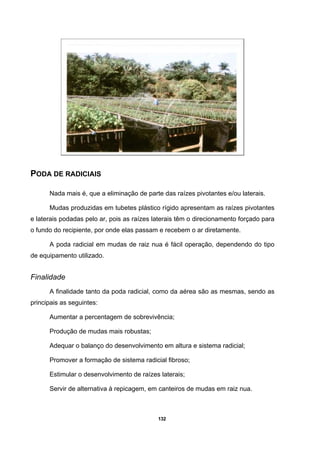 132
PODA DE RADICIAIS
Nada mais é, que a eliminação de parte das raízes pivotantes e/ou laterais.
Mudas produzidas em tubetes plástico rígido apresentam as raízes pivotantes
e laterais podadas pelo ar, pois as raízes laterais têm o direcionamento forçado para
o fundo do recipiente, por onde elas passam e recebem o ar diretamente.
A poda radicial em mudas de raiz nua é fácil operação, dependendo do tipo
de equipamento utilizado.
Finalidade
A finalidade tanto da poda radicial, como da aérea são as mesmas, sendo as
principais as seguintes:
Aumentar a percentagem de sobrevivência;
Produção de mudas mais robustas;
Adequar o balanço do desenvolvimento em altura e sistema radicial;
Promover a formação de sistema radicial fibroso;
Estimular o desenvolvimento de raízes laterais;
Servir de alternativa à repicagem, em canteiros de mudas em raiz nua.
 