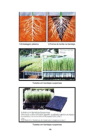152
1-Embalagem plástica 2-Forma do torrão na bandeja.
Tubetes em bandejas suspensas
Tubetes em bandejas suspensas
 