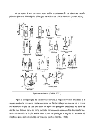 182
A garfagem é um processo que facilita a propagação de doenças, sendo
proibida por este motivo para produção de mudas de Citrus no Brasil (Koller, 1994).
Tipos de enxertia (ICIAG, 2003).
Após a justaposição do cavaleiro ao cavalo, a região deve ser amarrada e a
seguir recoberta com uma pasta ou massa de fácil moldagem a que se dá o nome
de mastique e que se usa em todos os tipos de garfagem executada no colo da
planta, que deixam parte do corte exposto, como ocorre nos enxertos de meia-fenda,
fenda esvaziada e dupla fenda, com o fim de proteger a região do enxerto. O
mastique pode ser substituído por material plástico (Simão, 1998).
 