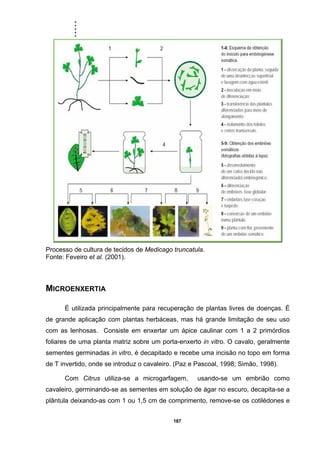 .....
187
Processo de cultura de tecidos de Medicago truncatula.
Fonte: Feveiro et al. (2001).
MICROENXERTIA
É utilizada principalmente para recuperação de plantas livres de doenças. É
de grande aplicação com plantas herbáceas, mas há grande limitação de seu uso
com as lenhosas. Consiste em enxertar um ápice caulinar com 1 a 2 primórdios
foliares de uma planta matriz sobre um porta-enxerto in vitro. O cavalo, geralmente
sementes germinadas in vitro, é decapitado e recebe uma incisão no topo em forma
de T invertido, onde se introduz o cavaleiro. (Paz e Pascoal, 1998; Simão, 1998).
Com Citrus utiliza-se a microgarfagem, usando-se um embrião como
cavaleiro, germinando-se as sementes em solução de ágar no escuro, decapita-se a
plântula deixando-as com 1 ou 1,5 cm de comprimento, remove-se os cotilédones e
 