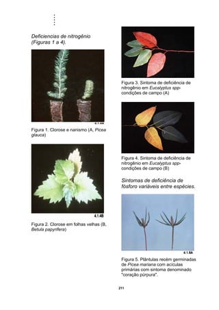 .....
211
Deficiencias de nitrogênio
(Figuras 1 a 4).
Figura 1. Clorose e nanismo (A, Picea
glauca)
Figura 2. Clorose em folhas velhas (B,
Betula papyrifera)
Figura 3. Sintoma de deficiência de
nitrogênio em Eucalyptus spp-
condições de campo (A)
Figura 4. Sintoma de deficiência de
nitrogênio em Eucalyptus spp-
condições de campo (B)
Sintomas de deficiência de
fósforo variáveis entre espécies.
Figura 5. Plântulas recém germinadas
de Picea mariana com acículas
primárias com sintoma denominado
"coração púrpura".
 