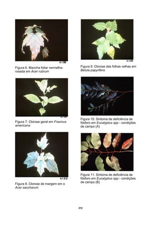 212
Figura 6. Mancha foliar vermelha-
rosada em Acer rubrum
Figura 7. Clorose geral em Fraxinus
americana
Figura 8. Clorose de margem em o
Acer saccharum
Figura 9. Clorose das folhas velhas em
Betula papyrifera
Figura 10. Sintoma de deficiência de
fósforo em Eucalyptus spp - condições
de campo (A)
Figura 11. Sintoma de deficiência de
fósforo em Eucalyptus spp - condições
de campo (B)
 