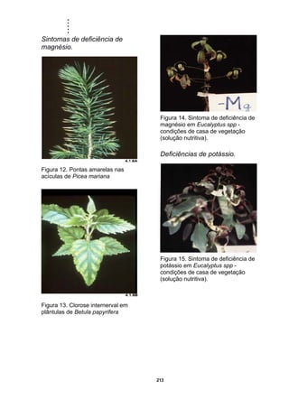 .....
213
Sintomas de deficiência de
magnésio.
Figura 12. Pontas amarelas nas
acículas de Picea mariana
Figura 13. Clorose internerval em
plântulas de Betula papyrifera
Figura 14. Sintoma de deficiência de
magnésio em Eucalyptus spp -
condições de casa de vegetação
(solução nutritiva).
Deficiências de potássio.
Figura 15. Sintoma de deficiência de
potássio em Eucalyptus spp -
condições de casa de vegetação
(solução nutritiva).
 