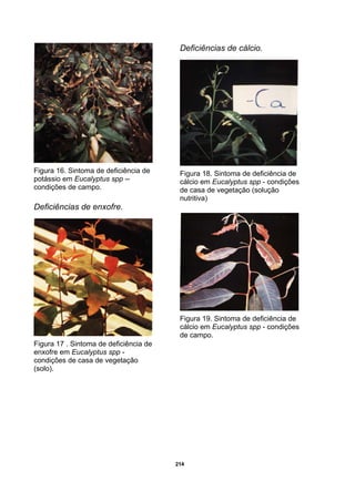 214
Figura 16. Sintoma de deficiência de
potássio em Eucalyptus spp --
condições de campo.
Deficiências de enxofre.
Figura 17 . Sintoma de deficiência de
enxofre em Eucalyptus spp -
condições de casa de vegetação
(solo).
Deficiências de cálcio.
Figura 18. Sintoma de deficiência de
cálcio em Eucalyptus spp - condições
de casa de vegetação (solução
nutritiva)
Figura 19. Sintoma de deficiência de
cálcio em Eucalyptus spp - condições
de campo.
 